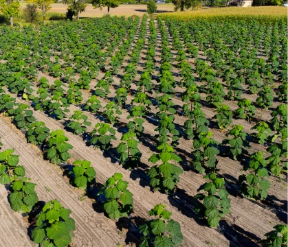 Plantacja paulowni po pierwszym cięciu technicznym