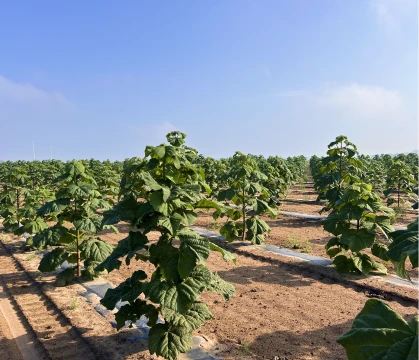 Paulownia w drugim roku — uformowany pień i zwarta korona