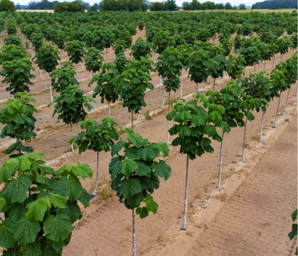 Plantacja paulowni w trzecim roku