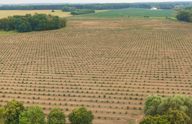 Plantacja 46,5 ha w województwie lubuskim