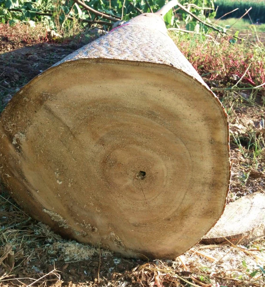 Przekrój kłody paulowni na plantacji